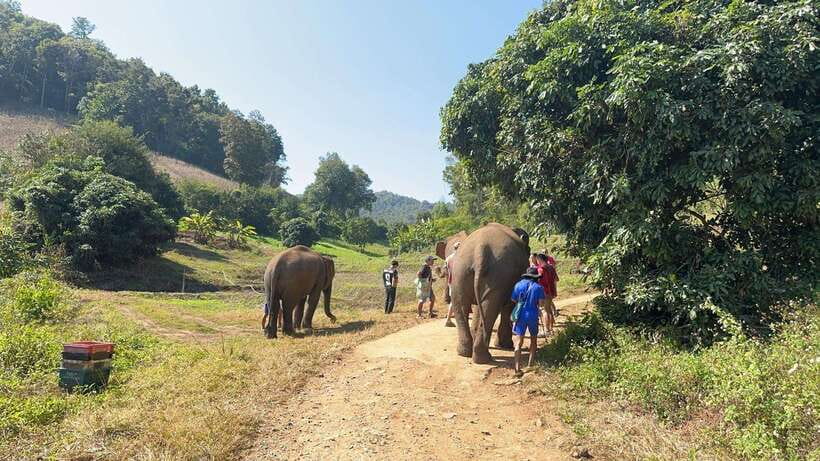 Chiang Mai Untouched Elephant: Nature Walk & Waterfall Trek - What the $51 price really covers