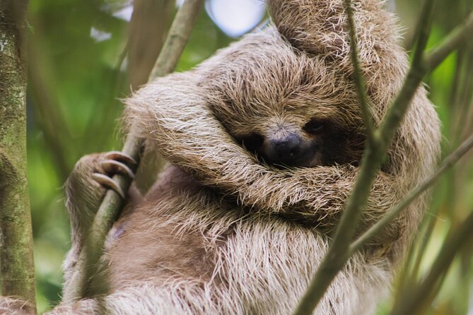 Coffee & Chocolate Tour+Sloths Park & Llanos de Cortez Waterfall - A full day from Tamarindo to Bijagua
