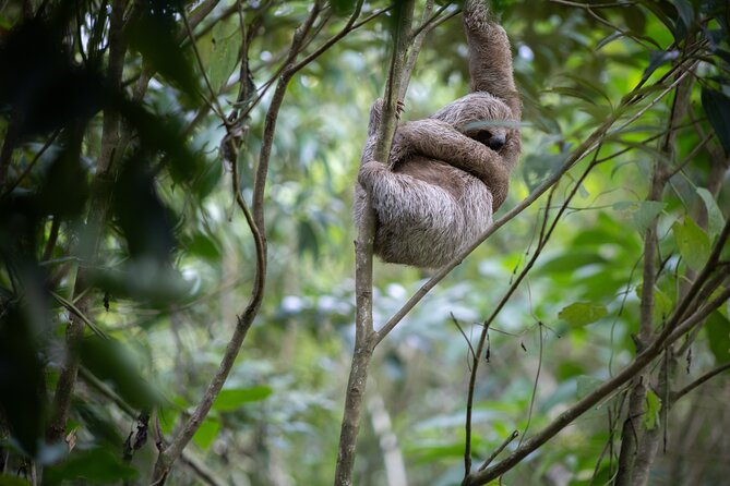 Coffee & Chocolate Tour+Sloths Park & Llanos de Cortez Waterfall - Lunch, butterflies, and Costa Rican comfort food