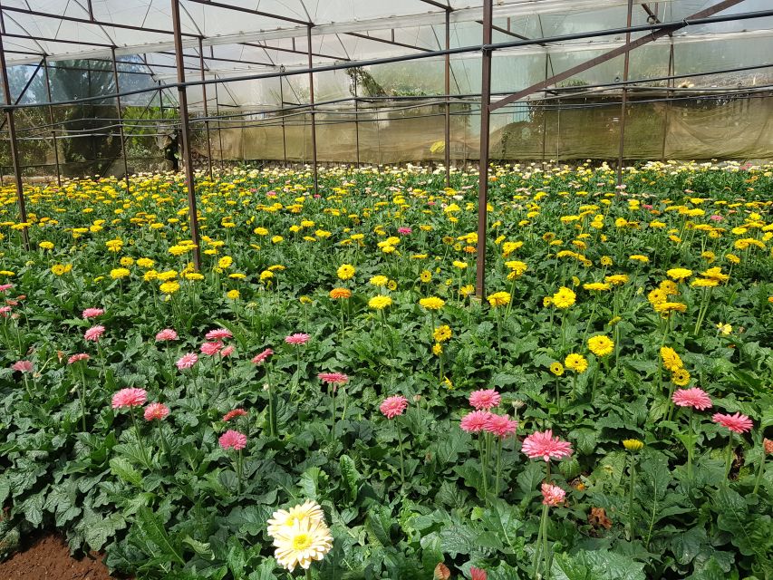 Dalat: Countryside Tour with Silk Village & Elephant Falls - Why this countryside ride works so well