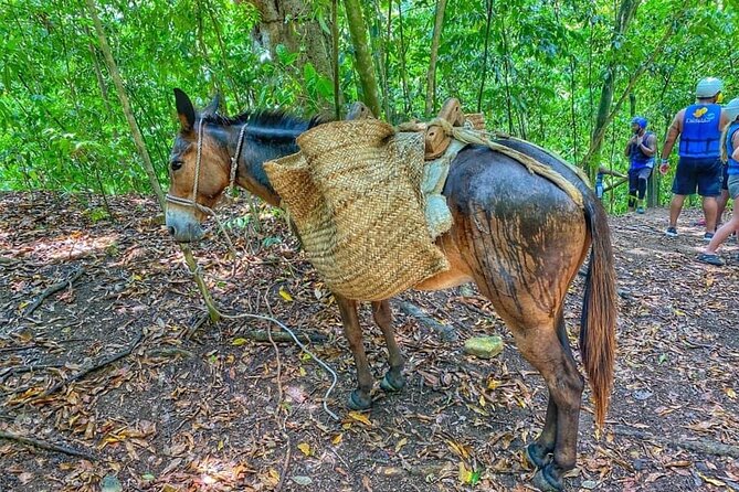 Damajagua The 7 waterfalls excursion - Amber Cove & Taino bay - Roadside fruit, coffee, chocolate, and local shopping