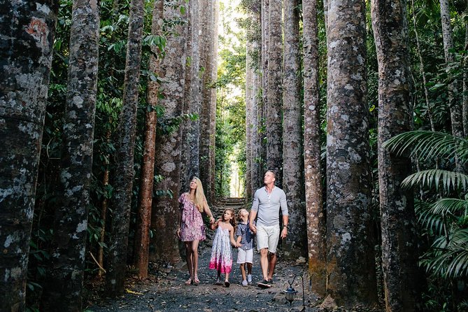 Day Tour to Paronella Park, Lake Barrine and Millaa Millaa Falls - The Curtain Fig Tree shows rainforest on a giant scale