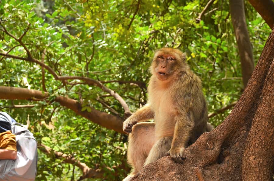 Day Trip To Ouzoud Waterfalls & Boat Ride From Marrakech - Barbary macaques near the forest paths