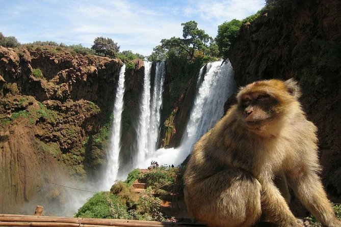 Day Trip To Ouzoud Waterfalls (Guide Hike & Boat are options) - Monkeys, olive trees, and the walk back up