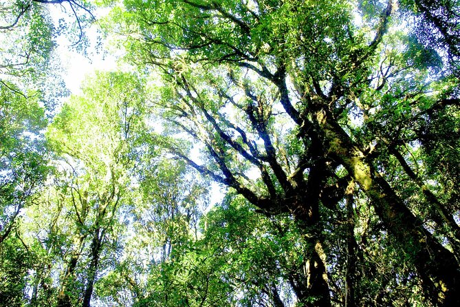 Doi Inthanon National Park, Waterfall & Royal Project Day Tour From Chiang Mai - The long drive is part of the price