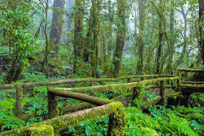 Doi Inthanon National Park, Waterfall & Royal Project Day Tour From Chiang Mai - Is $31.75 good value?