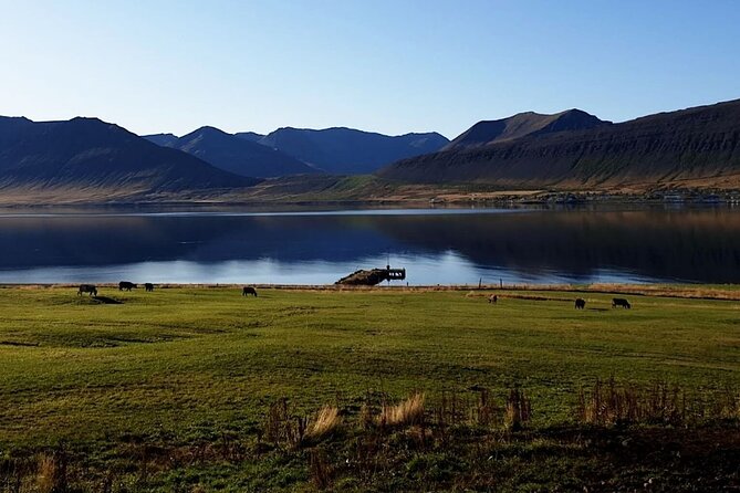 Dynjandi Waterfall & Iceland Farm Visit Tour - Who will enjoy this outing most?