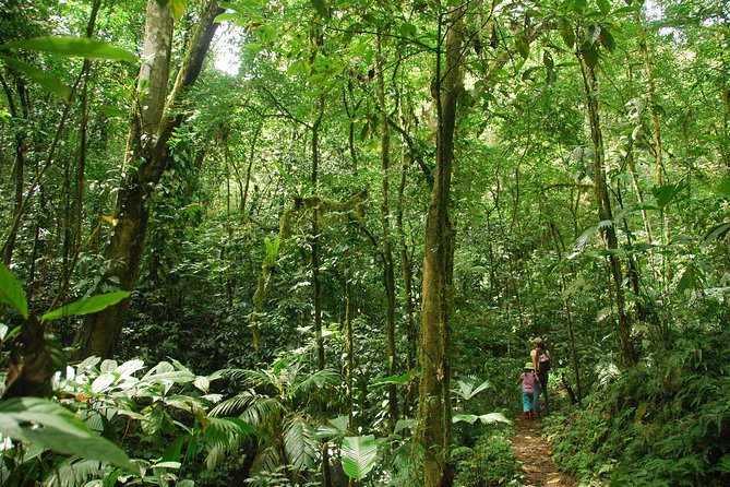 Ebano Waterfalls and Rainforest Safari Tour - A rainforest walk with five streams and two bridges