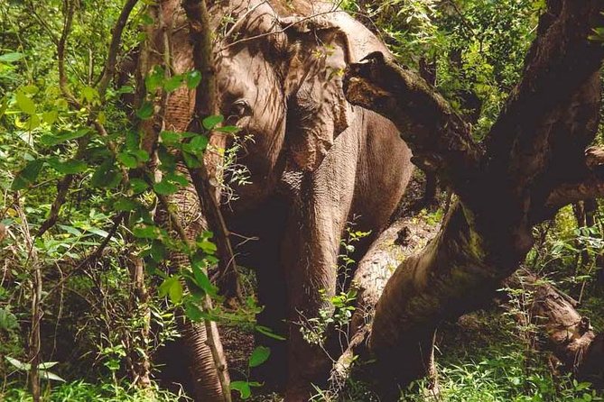 Erawan Waterfall and Elephant Care: Private Tour to Kanchanabur - Timing, fitness, and what to pack