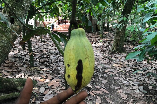 Experience Boti Waterfalls, Aburi Botanical Gardens & Tetteh Quarshie Cocoa Farm - Asenema Falls gives the day a quieter finish