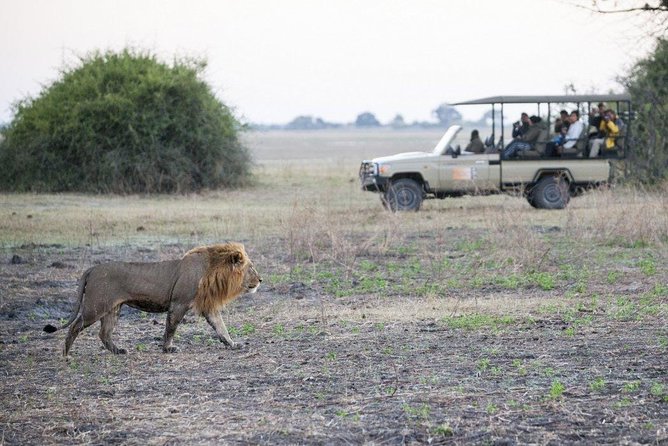 Explore Chobe National Park With a Day Trip from Victoria Falls - The Chobe River cruise is the strongest part