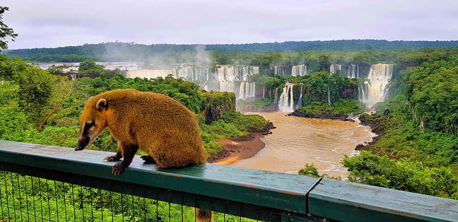 From Foz do Iguaçu: Brazilian Side of the Falls with Ticket - Why the Brazilian side is worth your time