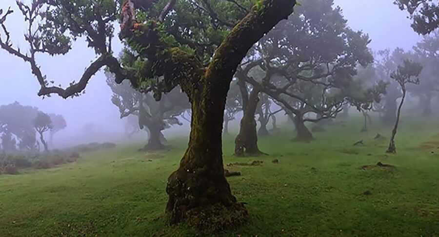 From Funchal: West Madeira Waterfalls and Fanal Forest Tour - Ribeira Brava and sunny Ponta do Sol