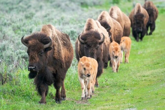 From Jackson Hole: Yellowstone Old Faithful, Waterfalls and Wildlife Day Tour - Lunch, comfort, and the long return to Jackson Hole