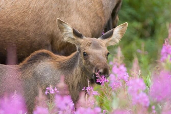 From Jackson Hole: Yellowstone Old Faithful, Waterfalls and Wildlife Day Tour - Wildlife watching before breakfast