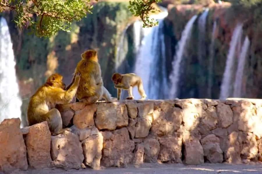 From Marrakech: Day Tour to Ouzoud Waterfalls - Pickup in Marrakech and the long road south