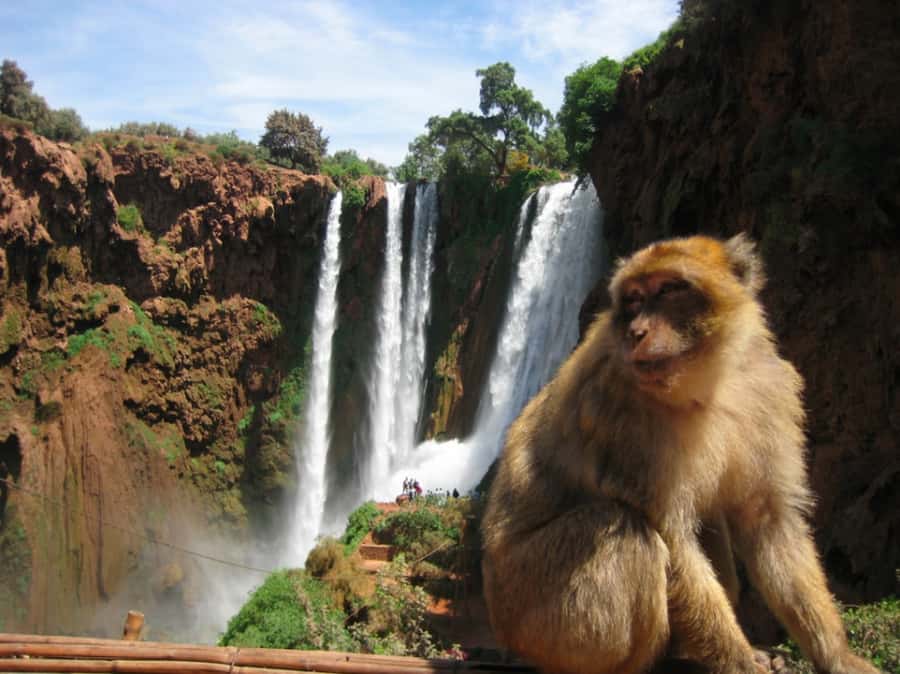 From Marrakech: Guided Ouzoud Waterfalls Tour with Boat Ride - Who will enjoy this Ouzoud trip most