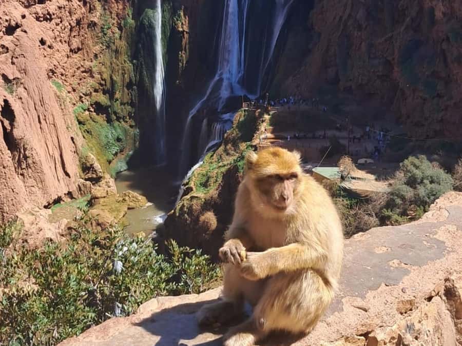 From Marrakech:Ouzoud Waterfalls Day Trip with Boat Tour - Why Ouzoud makes a good day trip from Marrakech