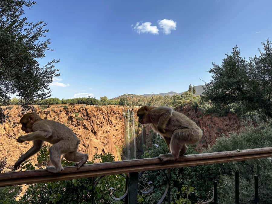From Marrakech: Ouzoud Waterfalls Guided Trip with Boat Ride - Monkeys, food, and the lunch stop