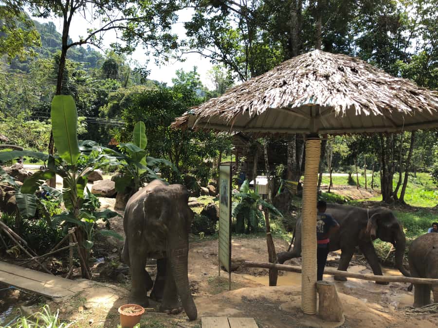From Phuket & Khao Lak: Elephant Care with Waterfall Visit - Key points to know before booking