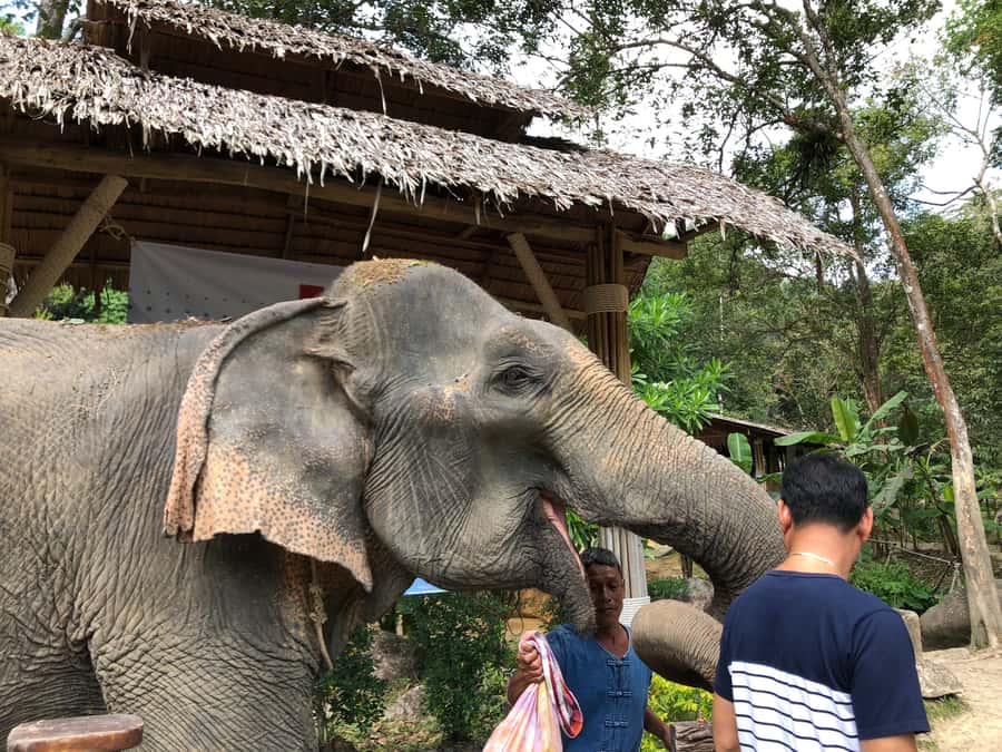 From Phuket & Khao Lak: Elephant Care with Waterfall Visit - Thai lunch before the wet afternoon