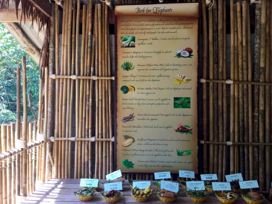 From Phuket & Khao Lak: Elephant Care with Waterfall Visit - Transport from Phuket, Khao Lak, and Phang Nga