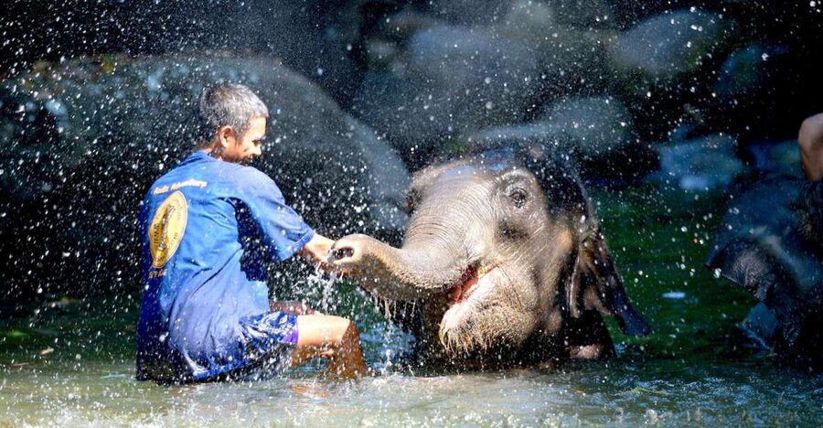 From Phuket & Khao Lak: Elephant Care with Waterfall Visit - Who should book this experience?