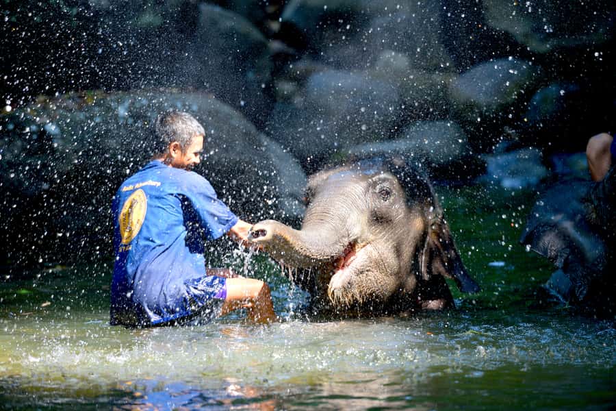 From Phuket & Khao Lak: Elephant Care with Waterfall Visit - Preparing food and finding the elephants
