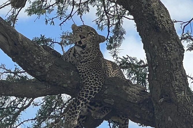 From Victoria Falls: Chobe National Park Small Group Tour - Why Chobe Makes a Good Victoria Falls Day Trip
