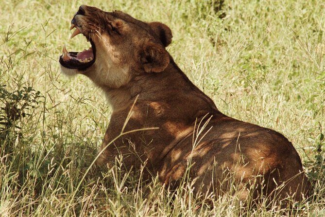 From Victoria Falls: Chobe National Park Small Group Tour - The 7:30 a.m. Pickup and Kazungula Border Crossing