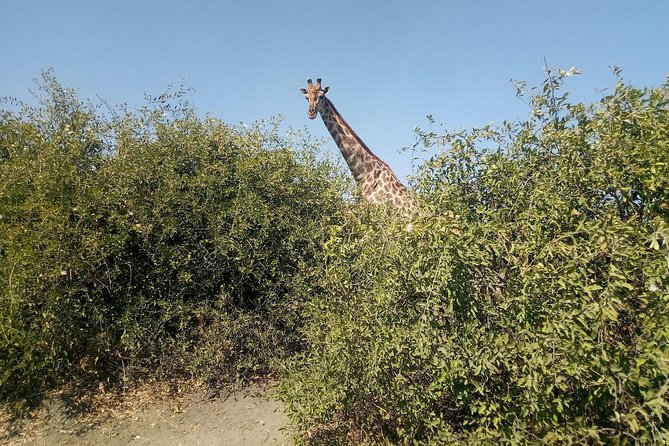 From Victoria Falls: Chobe National Park Small Group Tour - The Afternoon Open-Air Game Drive