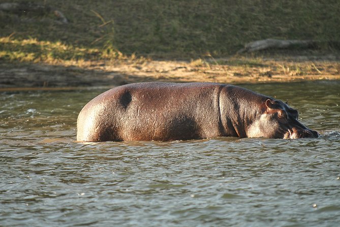 From Victoria Falls: Chobe National Park Small Group Tour - Wildlife Expectations at Chobe