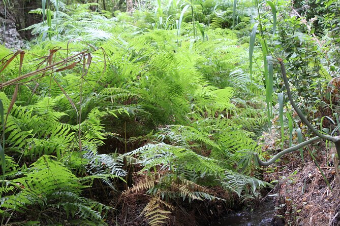 Full day Hiking and Waterfalls Experience - Who should book this hike