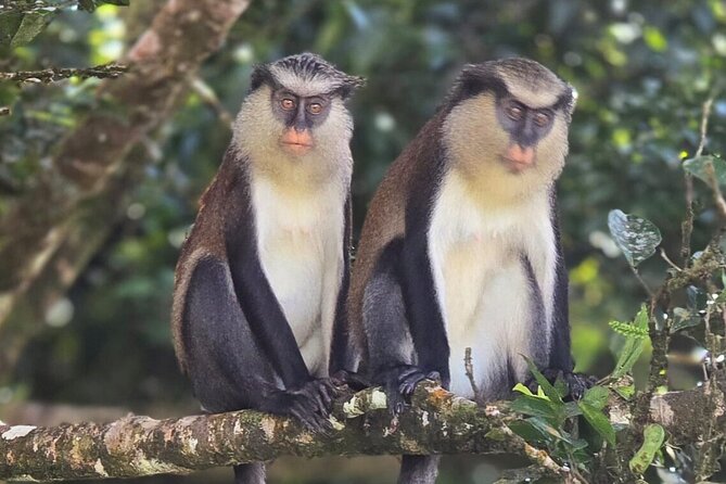 Full-Day Tour: Concord Waterfall, Chocolate Factory, Rum Distillery, Grand Etang - The guides make the long drives worthwhile