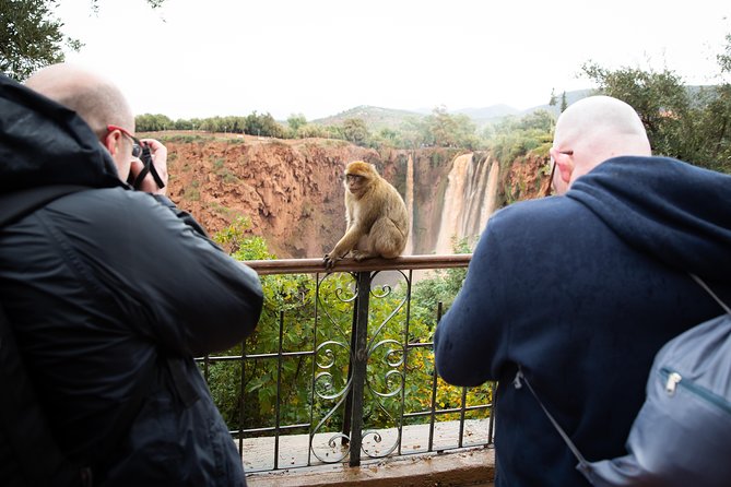 Full Day Trip To Ouzoud Waterfalls From Marrakech & Boat Tour - The Barbary macaques and responsible wildlife viewing