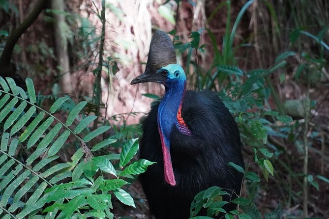 Fun, Falls and Forests Day Trip from Cairns - Is the $121.21 price good value?