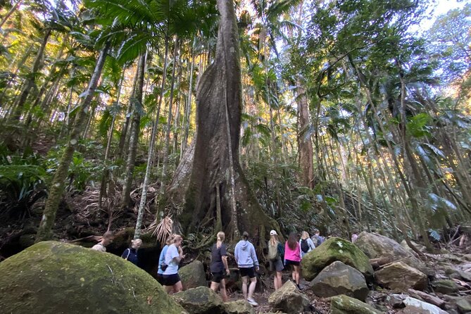 Glow-worms, Waterfalls & Rainforest Experience - From Byron Bay to the Nightcap hinterland