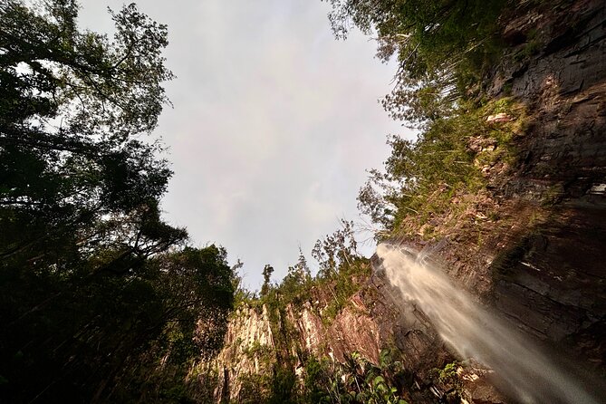 Glow-worms, Waterfalls & Rainforest Experience - Organic vegan dinner in a forest setting