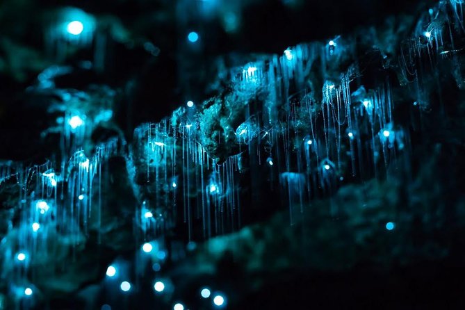 Glow-worms, Waterfalls & Rainforest Experience - Nightcap National Park and the Gondwana rainforest