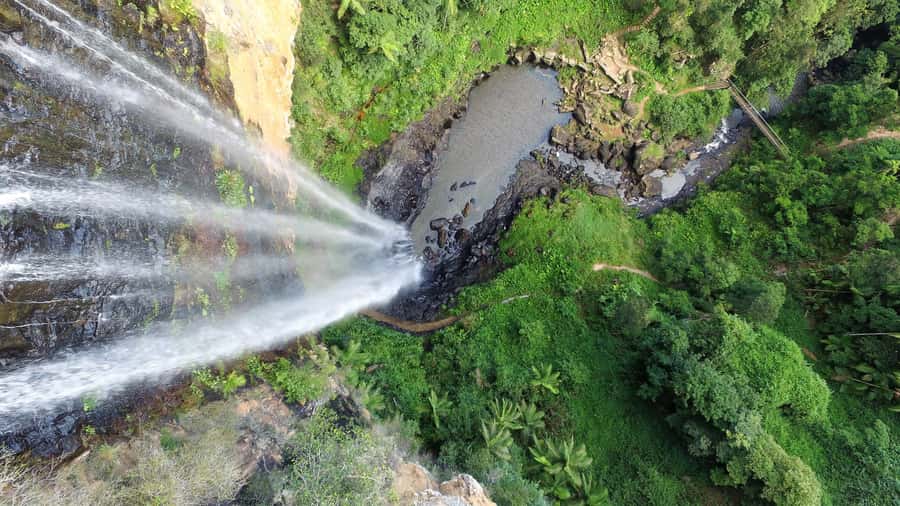Gold Coast: Natural Bridge & Springbrook Waterfalls Tour - Wildlife along the return route
