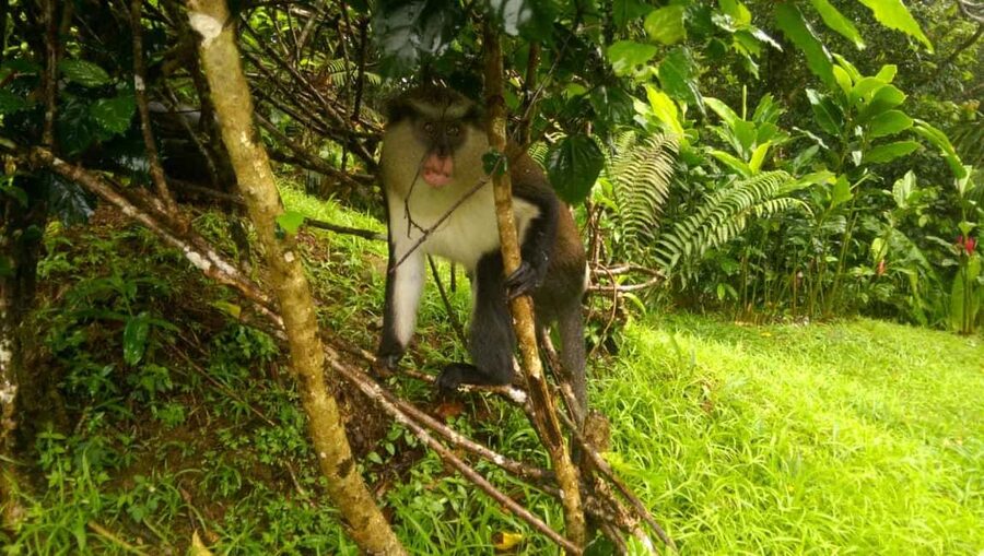 Grenada: Half-Day Island Tour with Waterfall Swim Stop - Key points to know before booking