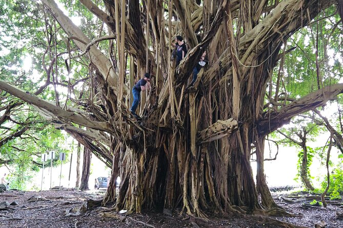 Hawaii Volcanoes, Waterfalls, Beaches & Hilo Highlights Day Tour - Justin’s guiding style shapes the experience