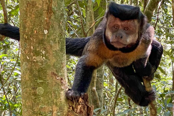 Hiking in the Tijuca Forest : Waterfalls and Caves - Taunay Waterfall, the park’s big natural landmark