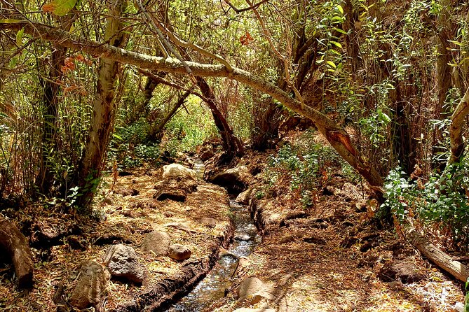 Hiking in Waterfalls & Rainforest with local guides: Sky Rebels - Is $98.52 good value?