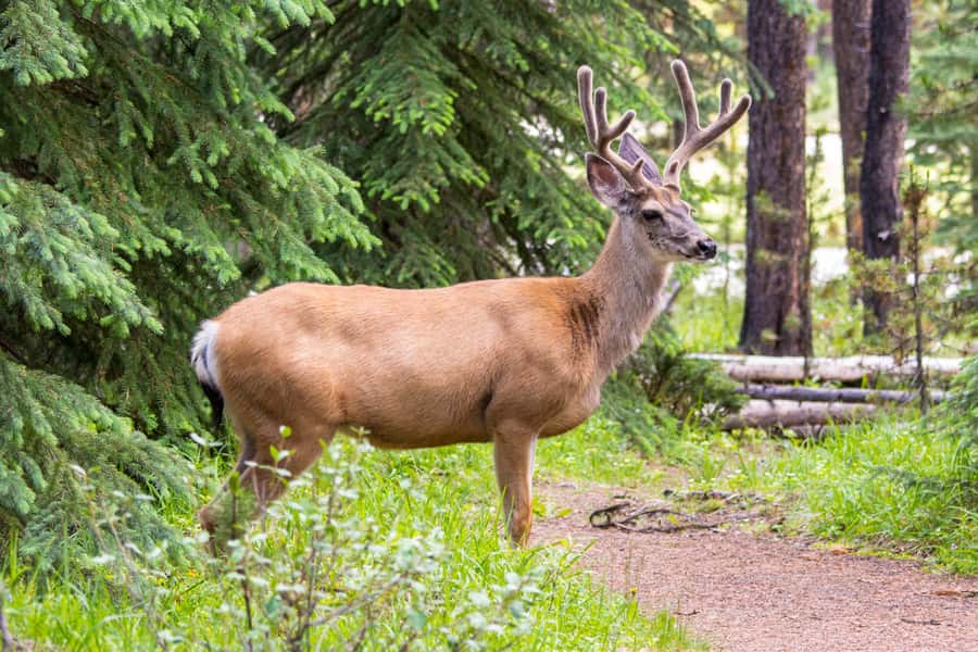 Jasper: Wildlife and Waterfalls Tour with Lakeshore Hike - Who should book this Maligne Valley outing
