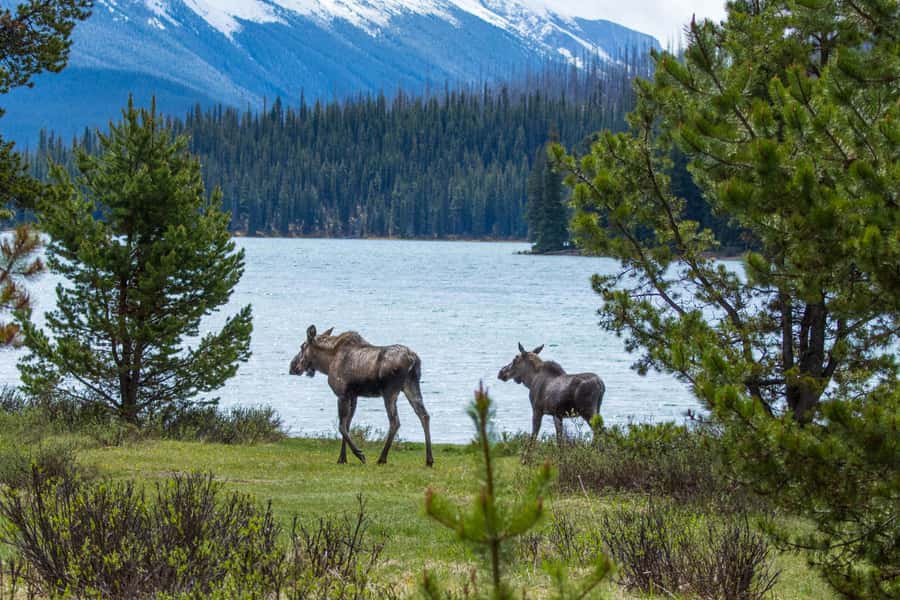 Jasper: Wildlife and Waterfalls Tour with Lakeshore Hike - Six hours through Jasper’s Maligne Valley