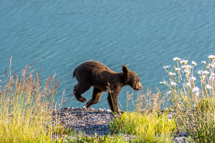 Jasper: Wildlife and Waterfalls Tour with Lakeshore Hike - Maligne Canyon and the changing waterfall plan