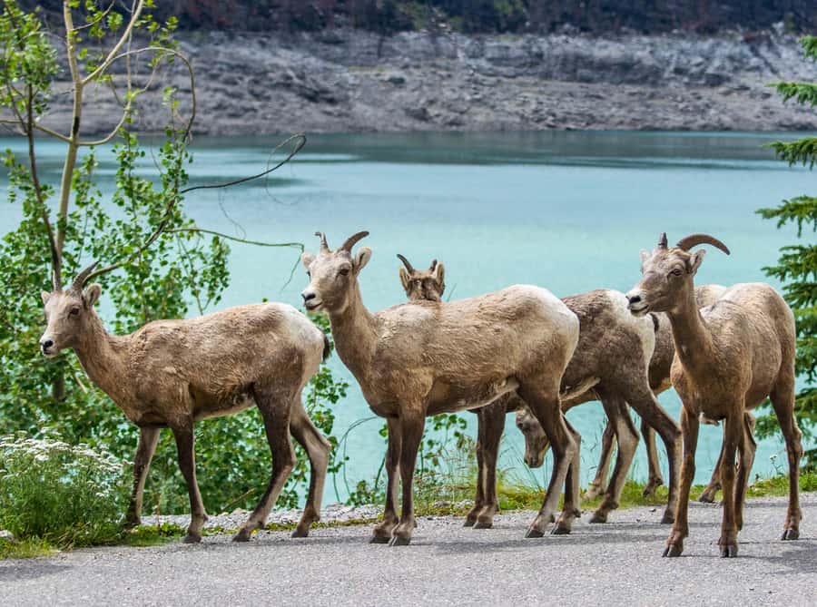 Jasper: Wildlife and Waterfalls Tour with Lakeshore Hike - Maligne Lake’s 2 to 3 kilometer guided walk