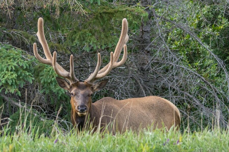 Jasper: Wildlife and Waterfalls Tour with Lakeshore Hike - Pickup details and practical planning