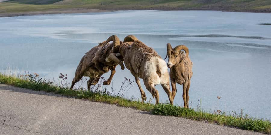 Jasper: Wildlife and Waterfalls Tour with Maligne Cruise - Who should book this Maligne Valley tour?